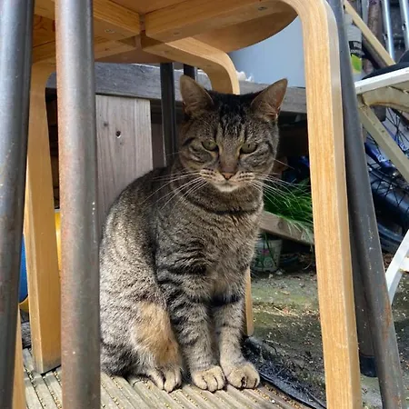 Surf/beach Mansion With 2 Cats * Den Haag